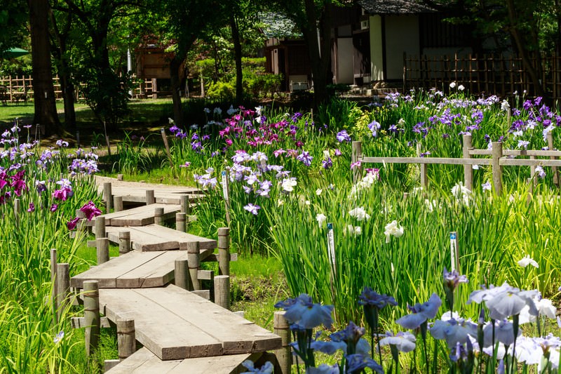 花菖蒲